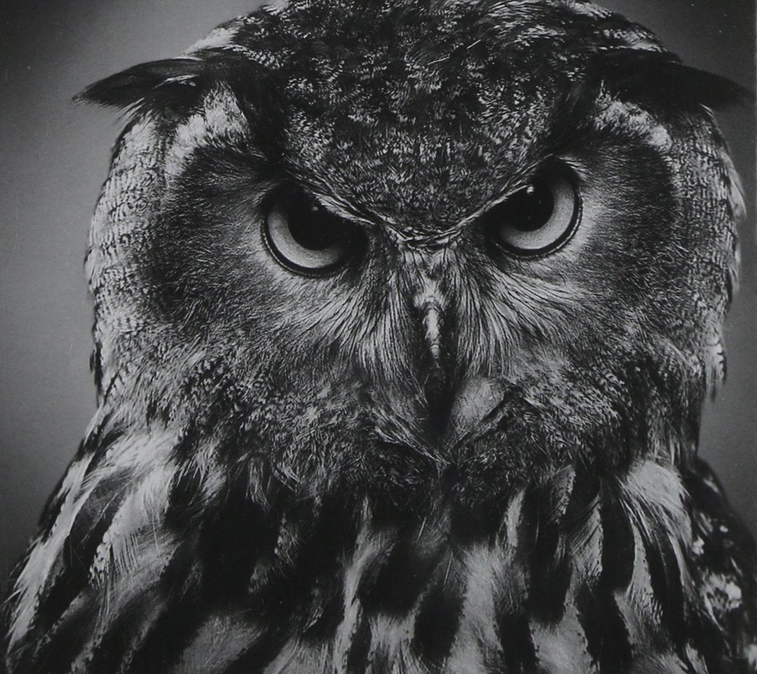 Various Artists Beyond The Wizard's Sleeve Re-Animations Vol.1 CD New Mint Music