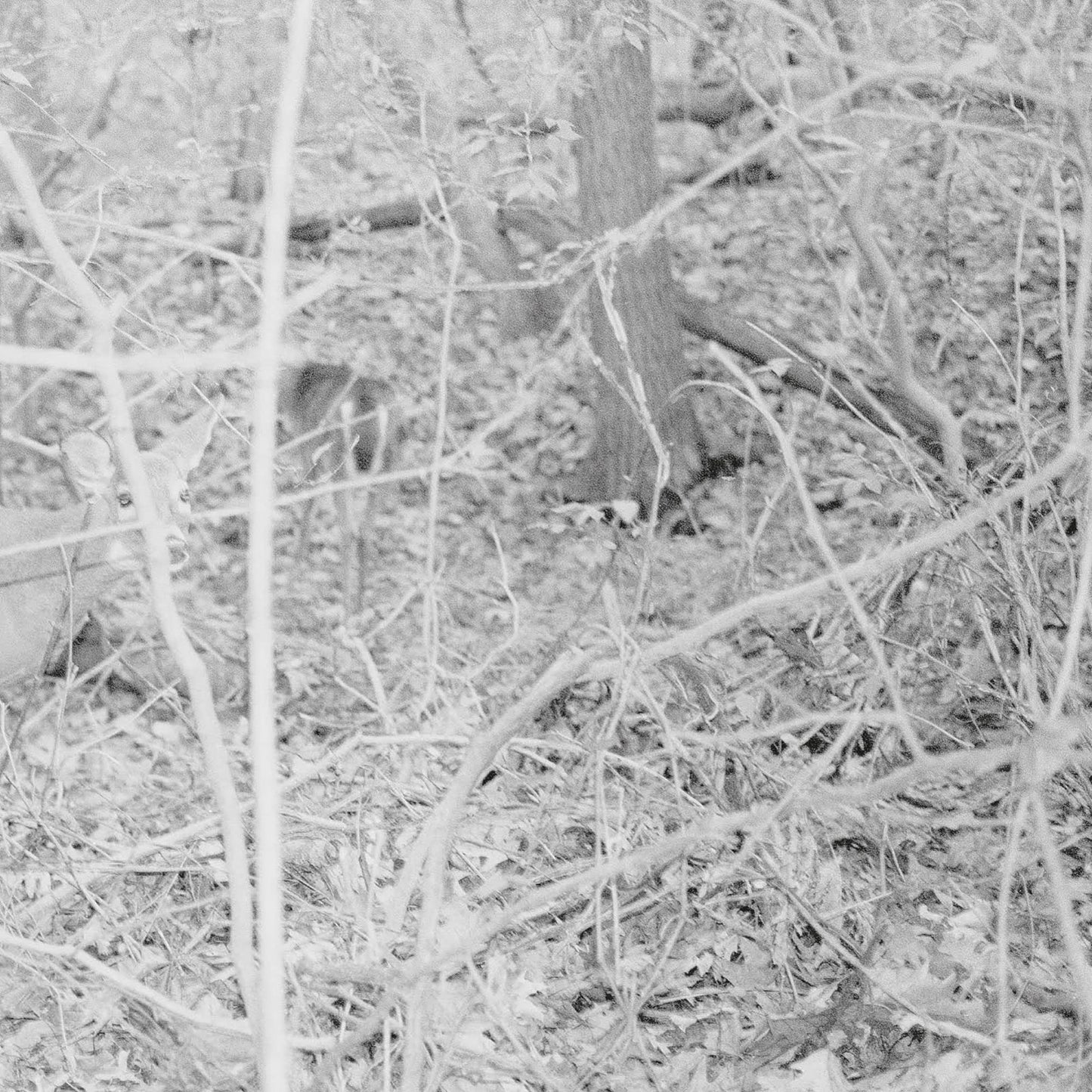 Tongue Depressor Bones For Time 2xVinyl (Multi color) New Mint Alternative