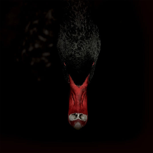 Sankt Otten + Majeure Männerfreundschaften Und Metaphysik CD New Mint Rock