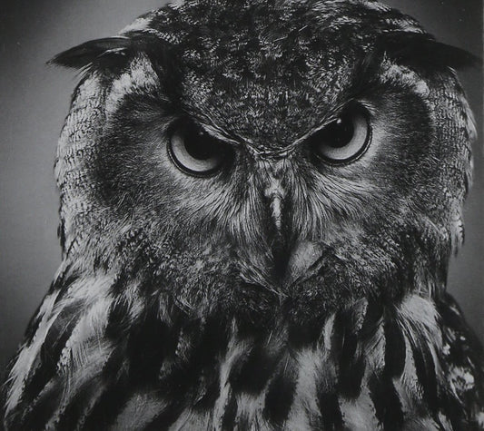 Various Artists Beyond The Wizard's Sleeve Re-Animations Vol.1 CD New Mint Music