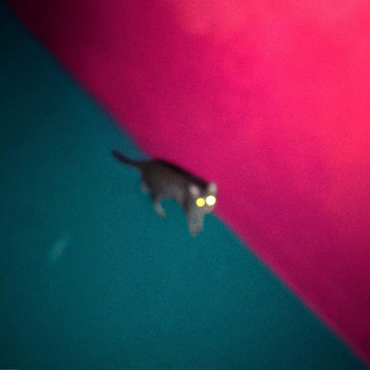 !!! Wallop CD New Mint Pop