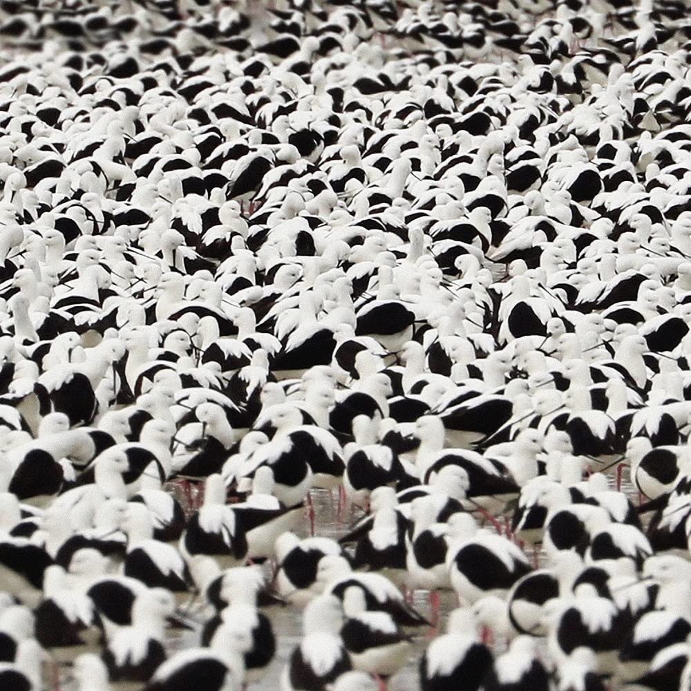 Stella Donnelly Flood Vinyl New Mint Alternative