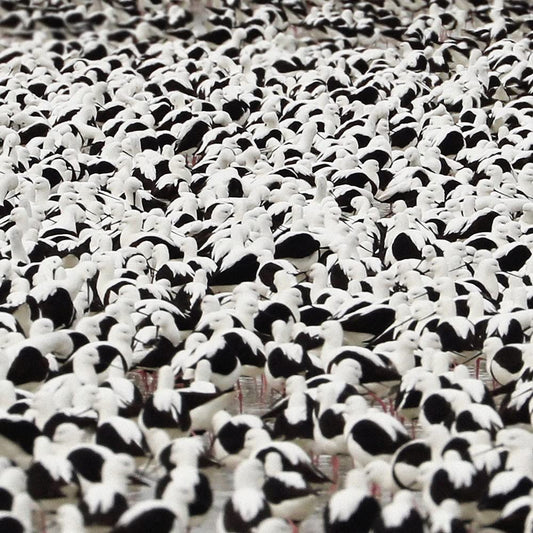 Stella Donnelly Flood Vinyl New Mint Alternative