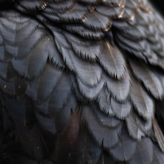 Ex People Bird CD New Mint Alternative