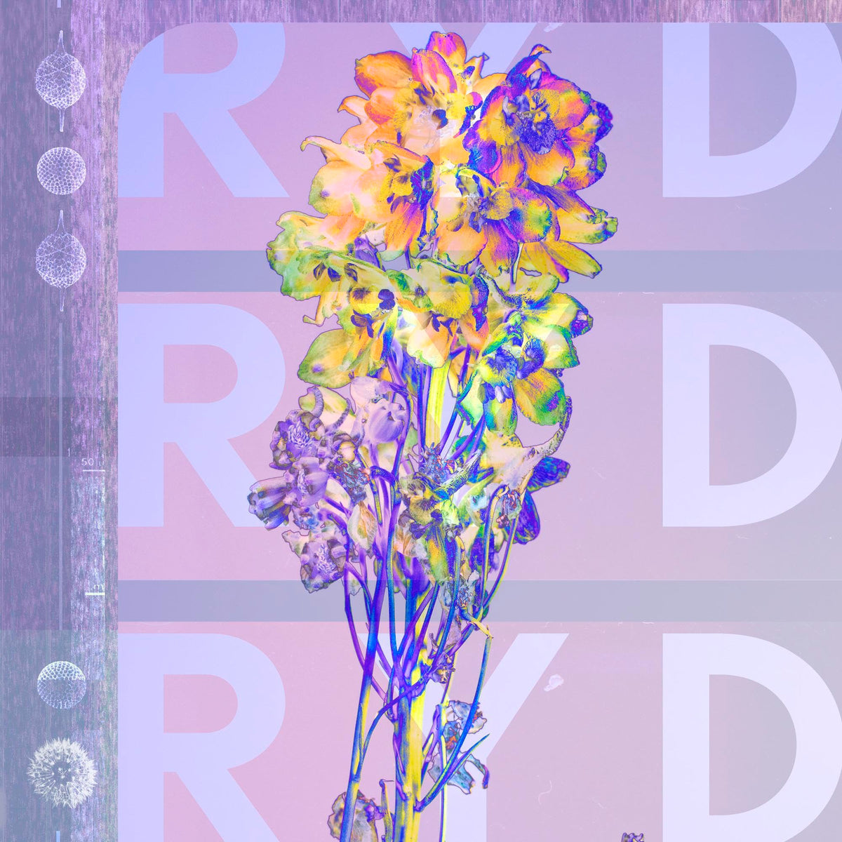 Ryd Ryd CD New Mint Rock