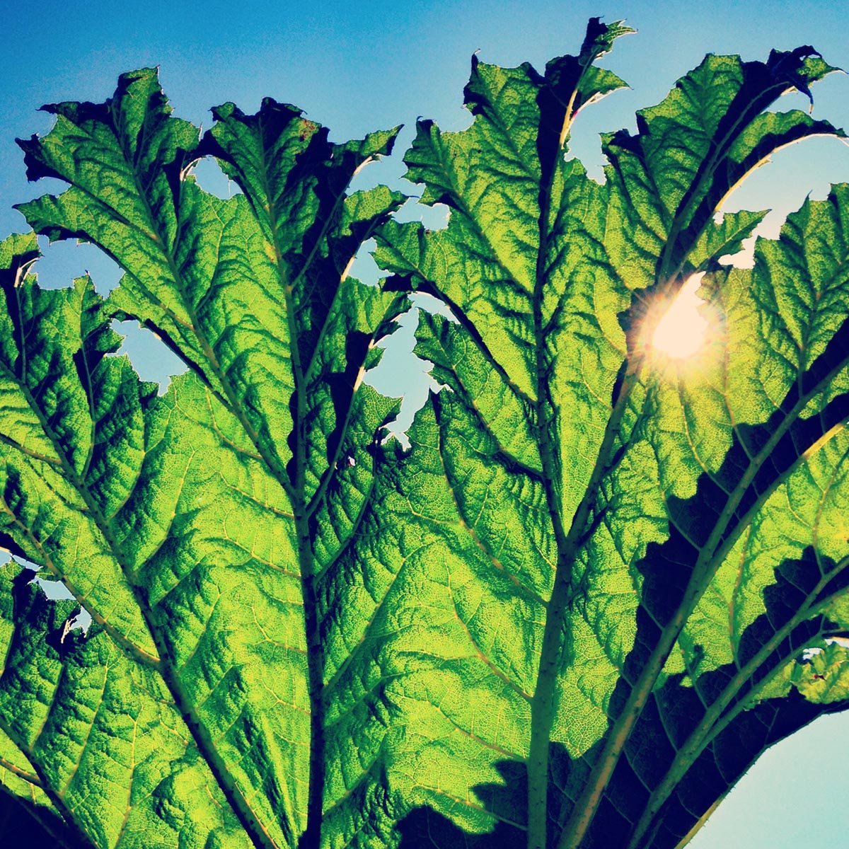 Pfarmers Gunnera CD New Mint Rock