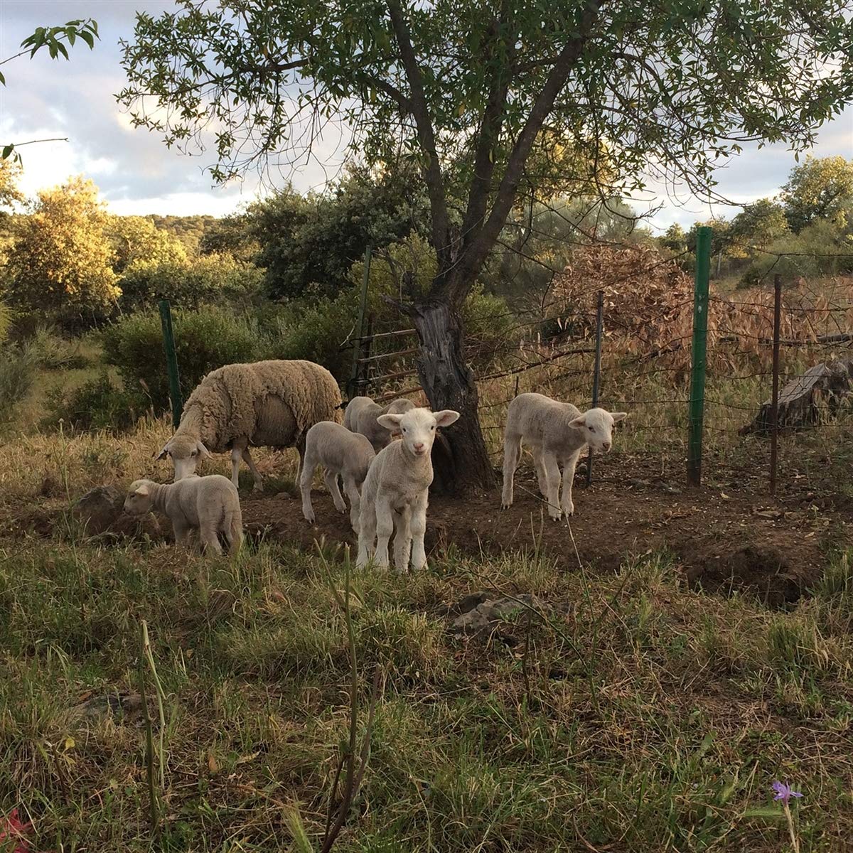 Josephine Foster No Harm Done Vinyl New Mint Music