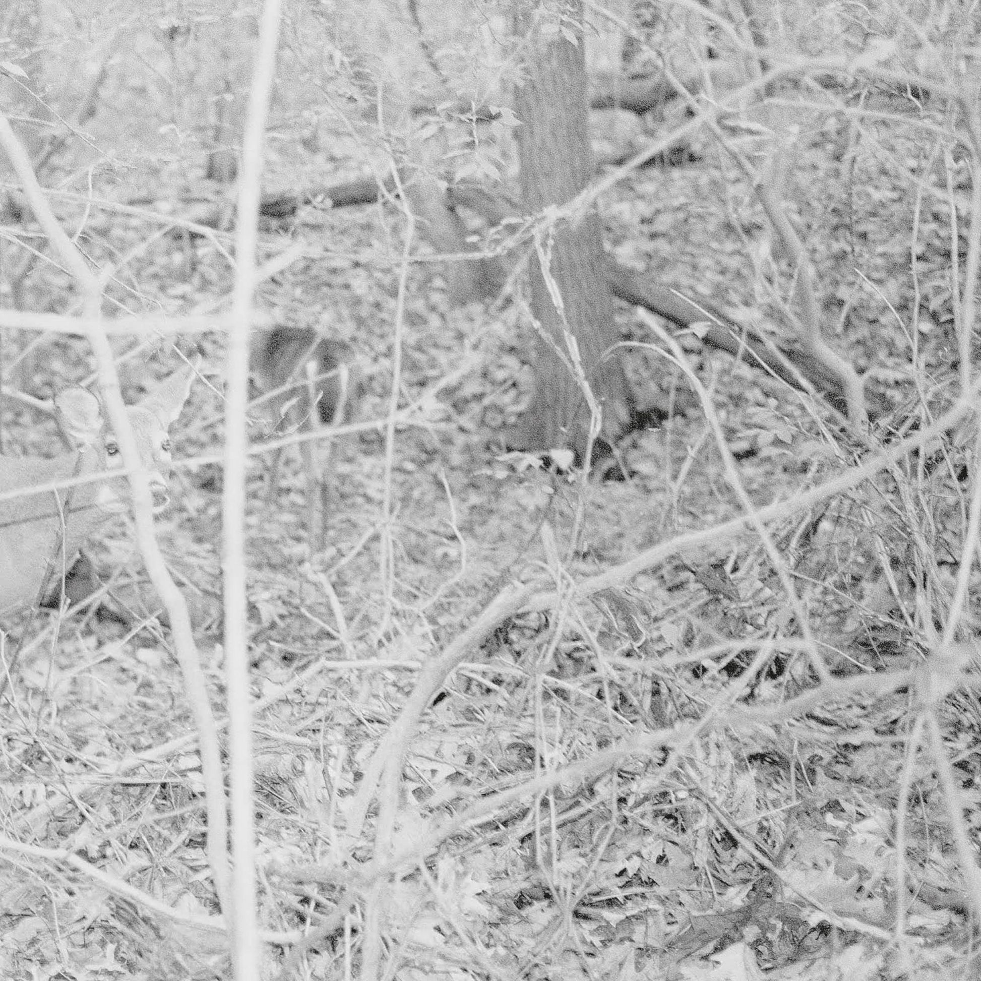 Tongue Depressor Bones For Time 2xVinyl (Multi color) New Mint Alternative